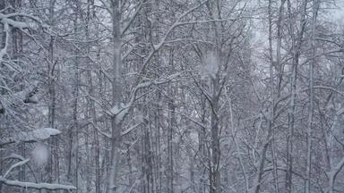 镜头大雪花下降森林视频